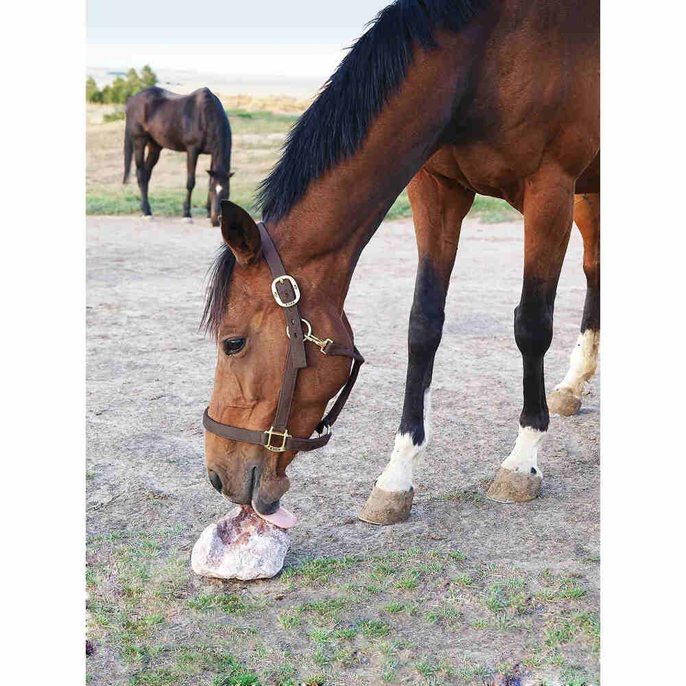 Redmond Rock® - Mined Horse Salt Lick shown with a horse licking it on the ground in a pasture. 
