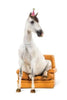 Horse Birthday Card: Horse Sitting