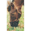 QHP Grazing Muzzle Attachment