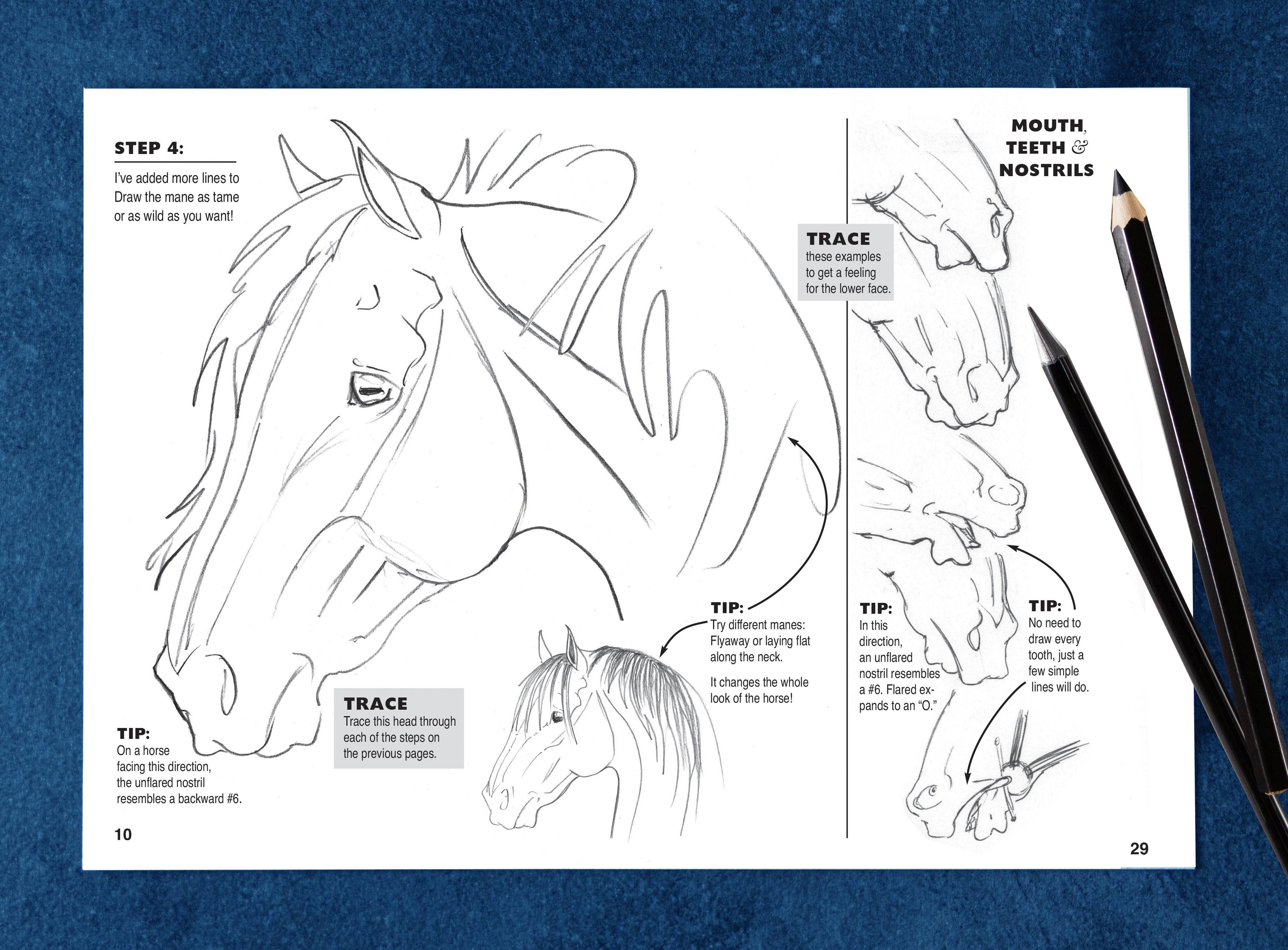 Equestrian Art Book Anyone Can Draw Horses