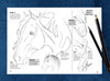 Equestrian Art Book Anyone Can Draw Horses