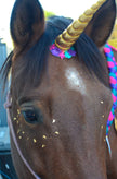 Circus Unicorn Shop - Unicorn Horn for Horse or Pony