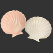 AC Pottery Shells