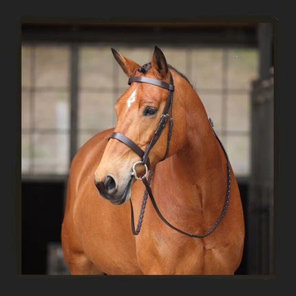 Avignon Middleburg Bridle