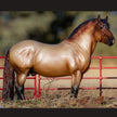 BREYER Theo - 2021 Ardennes Draft Horse view in pasture scene.