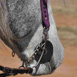 Close-up of a horse's head wearing a bridle with Cashel Bit Cheek Guards