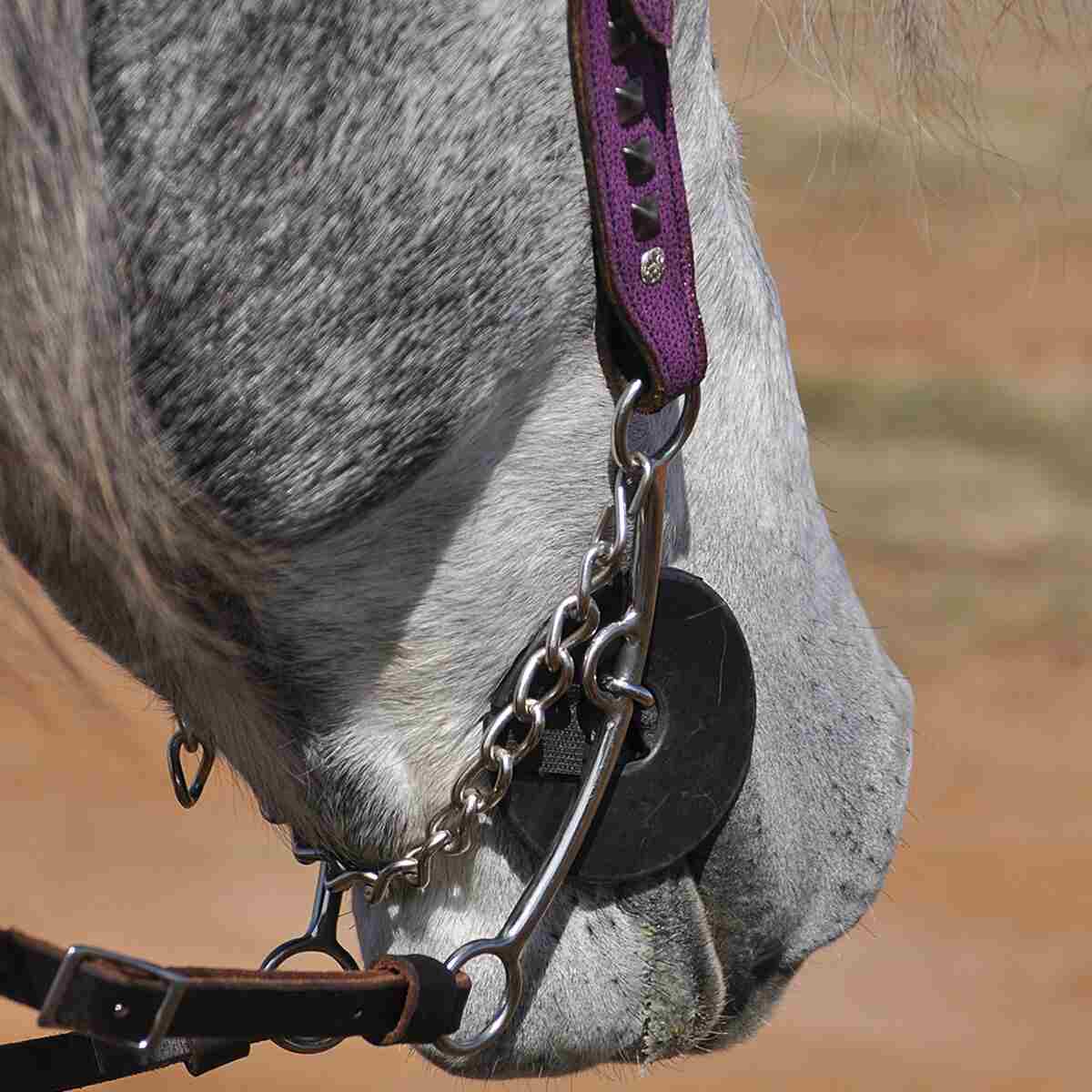Close-up of a horse's head wearing a bridle with Cashel Bit Cheek Guards