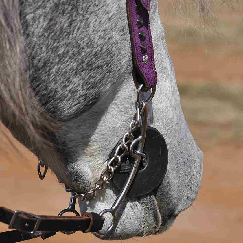 Close-up of a horse's head wearing a bridle with Cashel Bit Cheek Guards