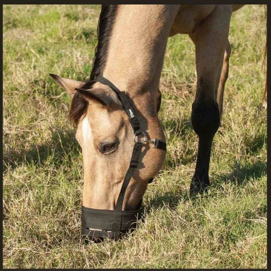 Horse grazing in a field wearing a black Cashel Grazing Muzzle Halter