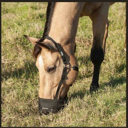 Horse grazing in a field wearing a black Cashel Grazing Muzzle Halter