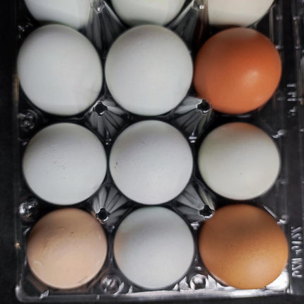 Fresh Farm Eggs one dozen