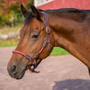 Henri de Rivel Leather Rope Halter Havana Rose on horse