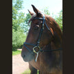 Henri de Rivel Pro Padded Dressage Bridle With Flash And Web Reins black shown on horse