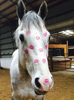 Horse Birthday Card: Horse Kiss Horse with pink lipstick marks on a dirt floor in a stable