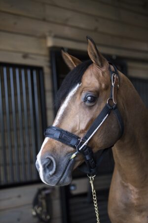 ThinLine Halter Busy Buddy - Horse/Cob