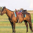 KHS CONSIGNMENT Buddy Seat for Western Saddle Example of how to use behind the saddle on the horse