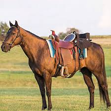 KHS CONSIGNMENT Buddy Seat for Western Saddle Example of how to use behind the saddle on the horse