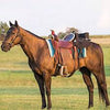 KHS CONSIGNMENT Buddy Seat for Western Saddle Example of how to use behind the saddle on the horse