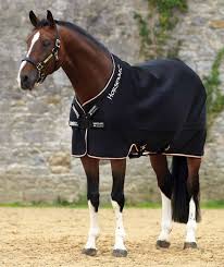 Horse wearing a KHS-E 75 inch Rambo Disk Front Airmax Cooler