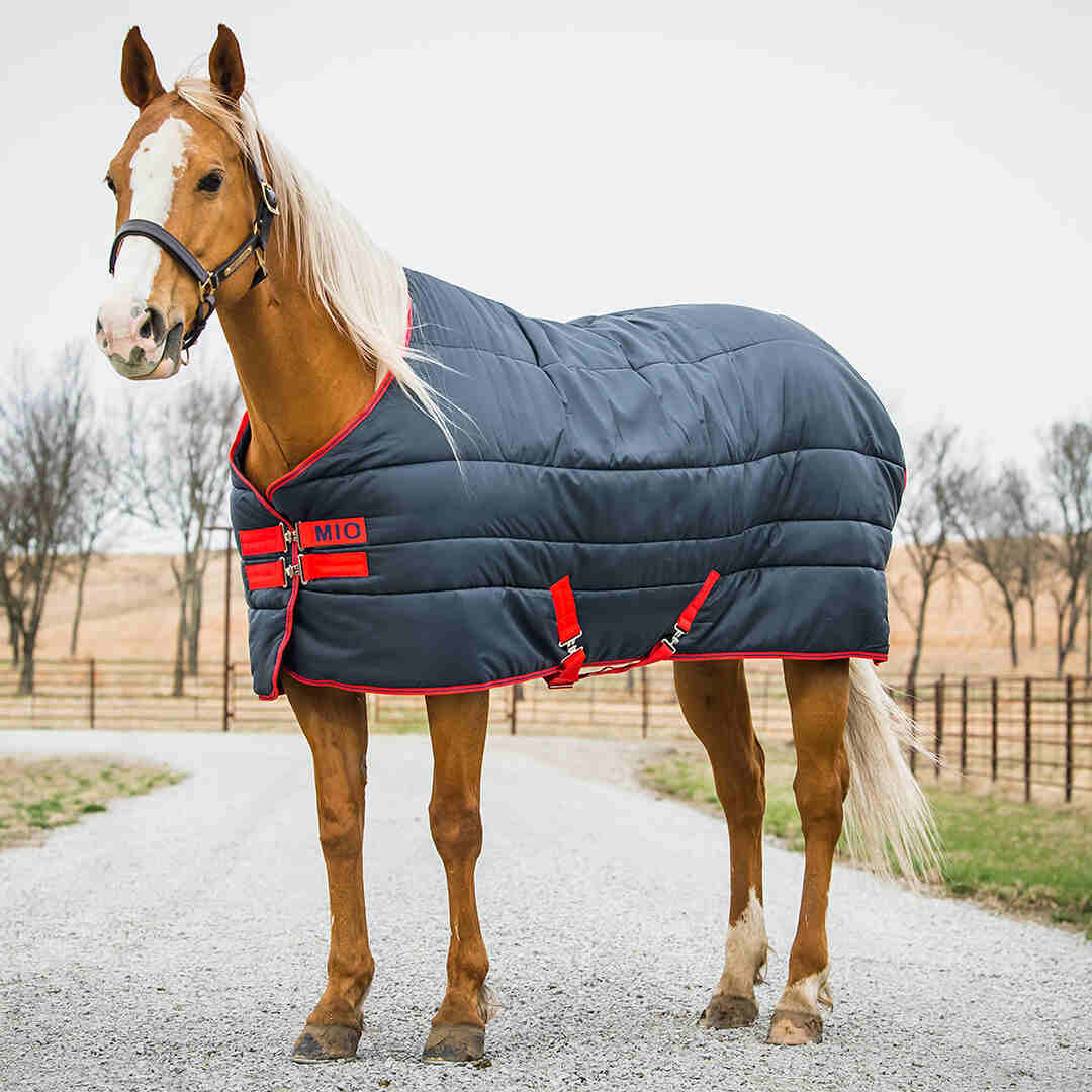 Horse wearing a Mio Insulator Medium 150g navy with red trim on a gravel path.