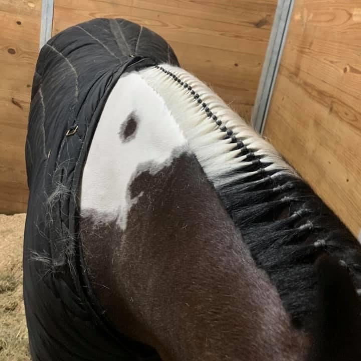 Horse wearing a black rug with a wooden stable background wearing Super Natural Braiding Bands in the mane