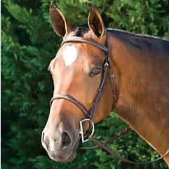 Gatsby® Fancy Stitched Raised English Bridle on model with bit not included