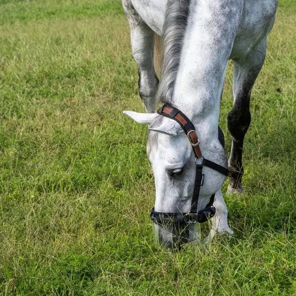 Thinline muzzle on a horse grazing at pasture