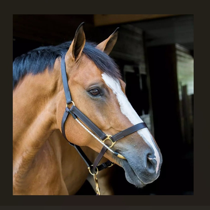 ThinLine Halter Busy Buddy