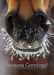 Horse Christmas Card - Frosty Nose