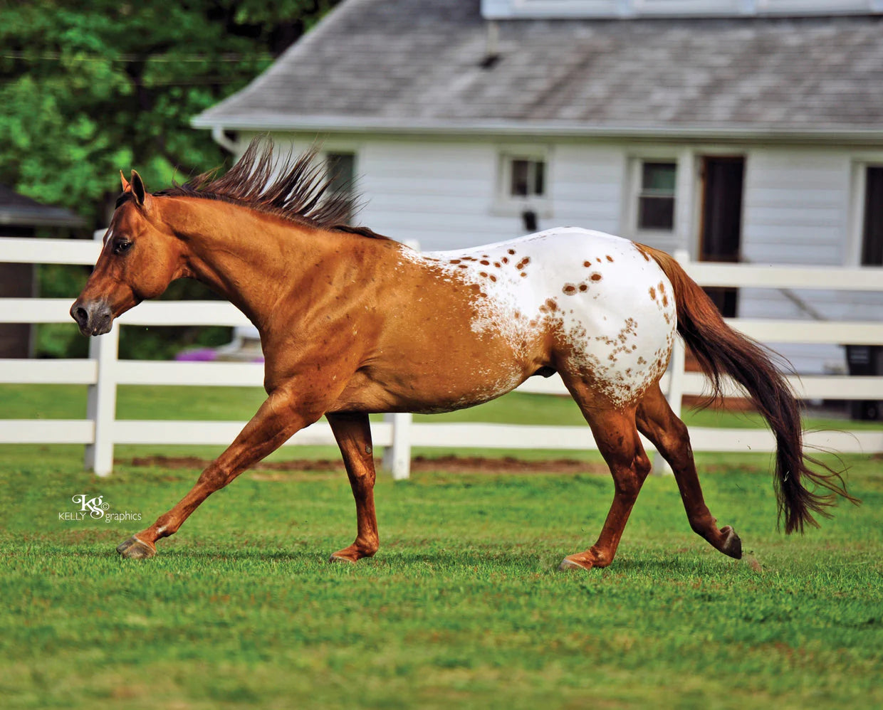 BREYER Chocolatey