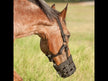 Cashel Grazing Muzzle Halter put on over a horse's ears and adjusted under the throat, then grazing on grass.