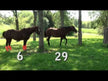 A one minute challenge between a horse with and another horse without shoofly leggins - which one do you think keeps stomping its feet? Of course, the one not wearing shoofly leggins!