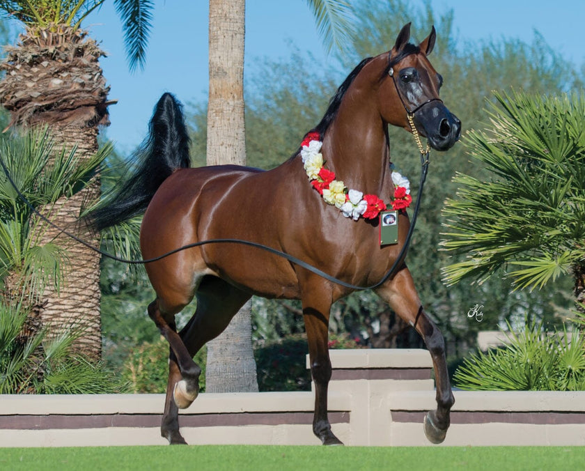BREYER RD Marciea Bey - Champion Arabian Mare