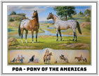 BREYER Orren Mixer - The Ideal Series - Pony of the Americas