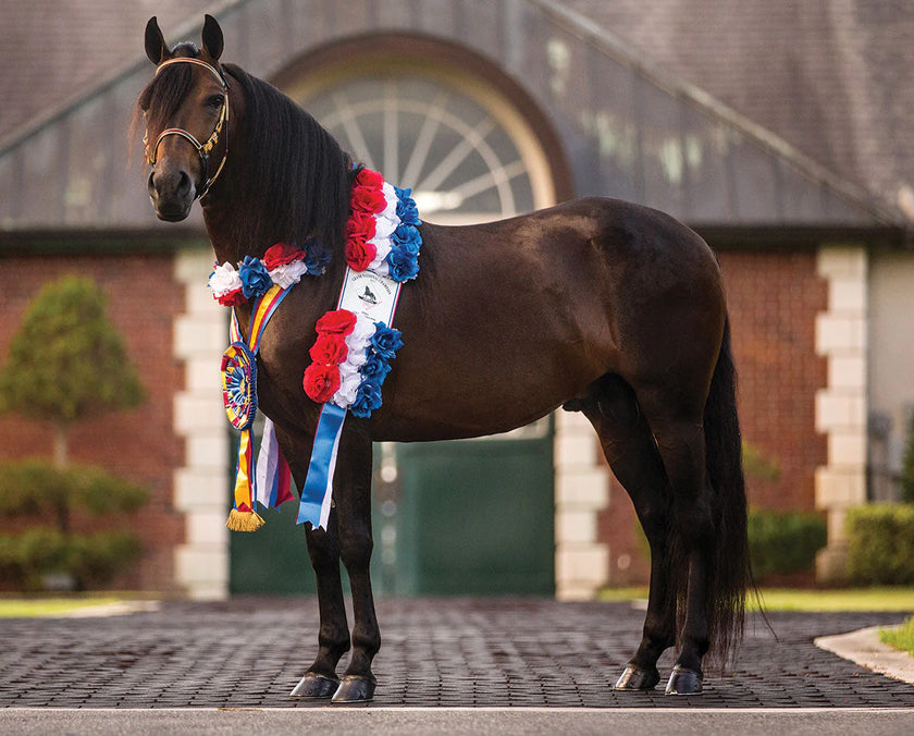 BREYER Vivaldi de Besilu