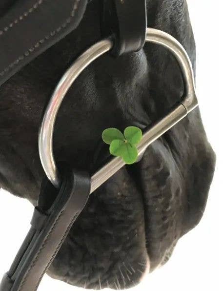 Horse Blank Card: Four Leaf Clover