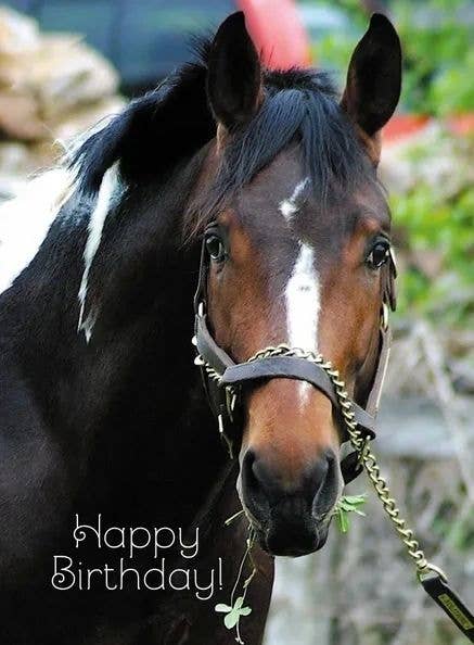 Horse Birthday Card: Warmblood w/ Clover
