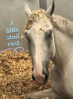 HHP Horse Funny Get Well Card: a Little Stall Rest...