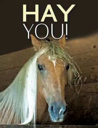 Horse Hollow Press - Horse Birthday Card: Hay You